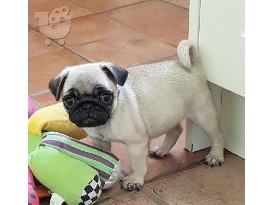 PoulaTo: Pug κουτάβι